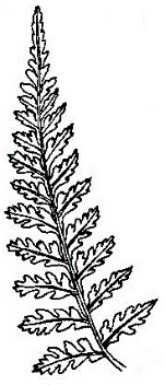 Tripinnate-pinnatifid